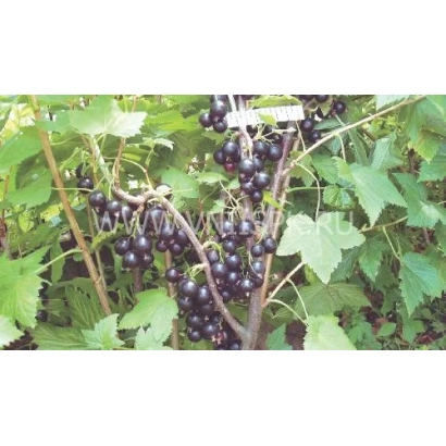 Куст смородины с ягодами сорта Дебрянск