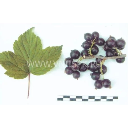 Научное изображение черной смородины с листом и ягодами на белом фоне - Достойная