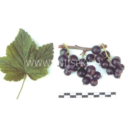 Close-up of a leaf and cluster of black currant with a scale bar - Druzhnaya
