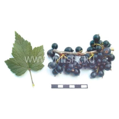 Черная смородина с листом и линейкой для масштаба - Дубровская