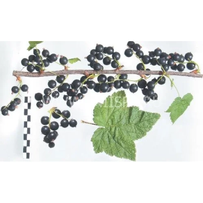 Ветка смородины с ягодами и листьями - Экзотика