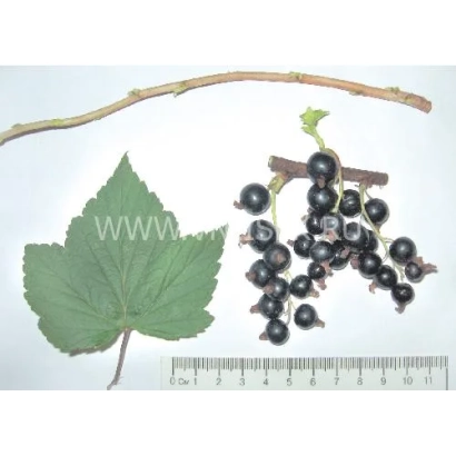Черная смородина на ветке с листом и линейкой для масштаба - Элевеста