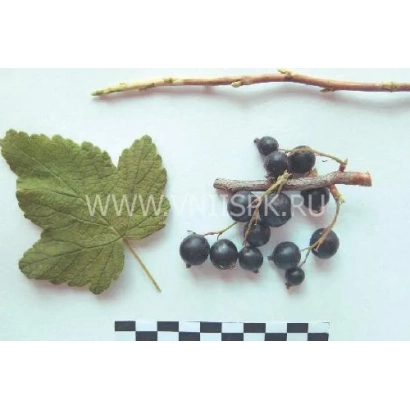 Black currant on a branch with a leaf and scale bar - Erkeeni