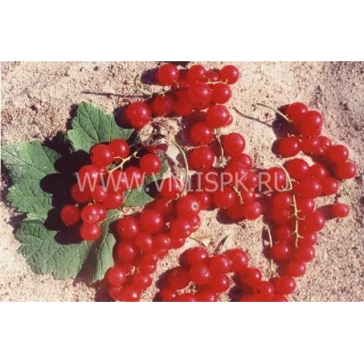 Червона смородина на землі - Ерстлінг аус Фірланден