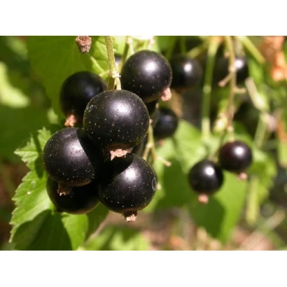 Черная смородина на ветке - Фаворит