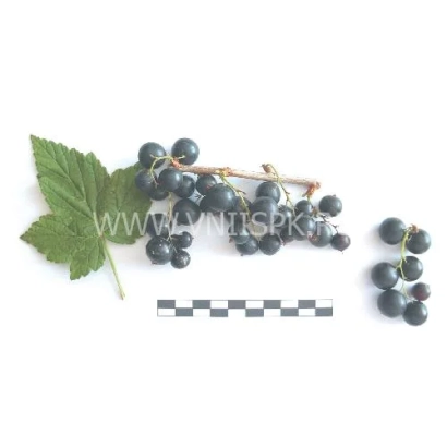 Чорна смородина на білому фоні з листом та лінійкою масштабу - Галинка