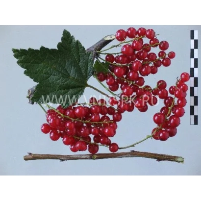 Кущі червоної смородини на гілці - Газель