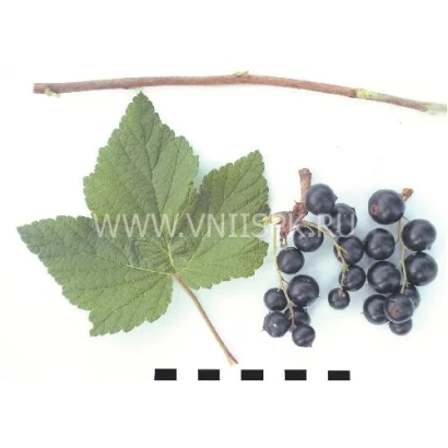 Черная смородина с листом и веткой на белом фоне - Глариоза