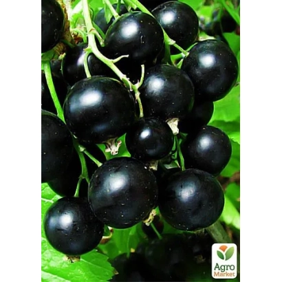 Black currant on a branch - GOFERT