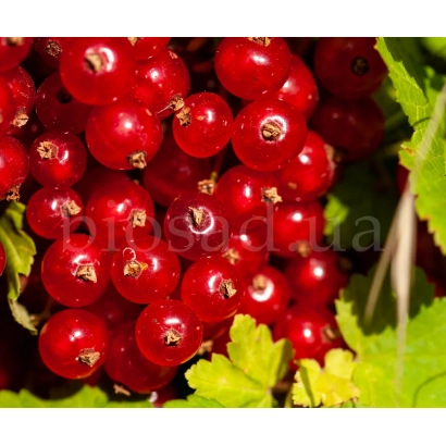 Крупный план красной смородины на ветке - Голландская красная