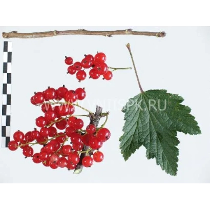 Red currant with leaf and twig on white background - Hollandische Rote (Prins Albert)