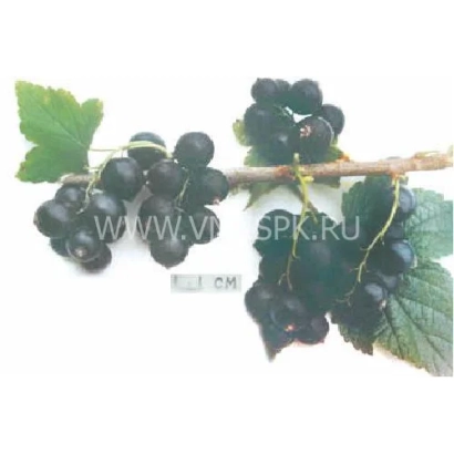 Ветка смородины Голубичка с ягодами и листьями