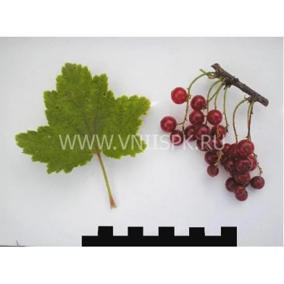 Кисти красной смородины и лист растения на белом фоне - Хрустящая