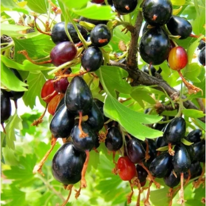 Черноплодная смородина на ветке с зелеными листьями - ХВОЙНЫЙ АРОМАТ