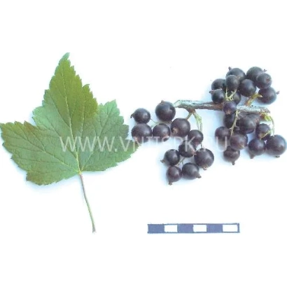 Чорна смородина на білому фоні з листом та кольоровою шкалою - Ізмайлівська