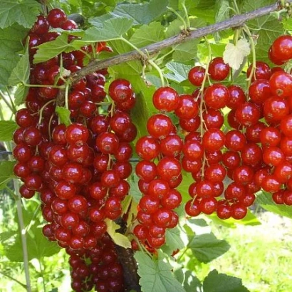 Кисти красной смородины на ветке - Йонкер ван Тетс