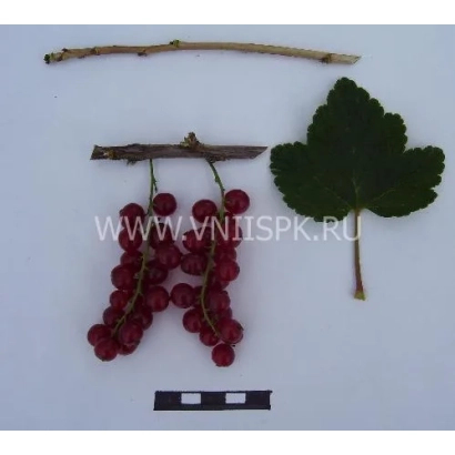 Кисти красной смородины с листом и веткой на белом фоне - Йонкер ван Тетс (Jonkheer Van Tets, Джонхир ван Тетс)