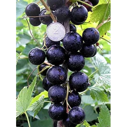 Смородина Кентавр на гілці з монетою для масштабу