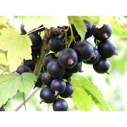 Black currant cluster on branch - Kira