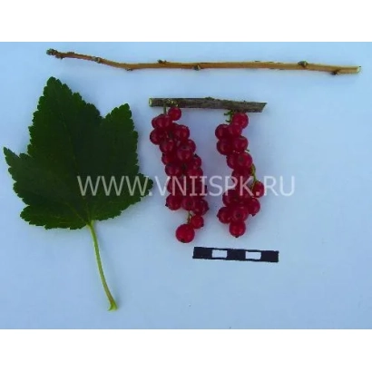 Кисти красной смородины с листом и веткой - Константиновская (Память Смольяниновой)