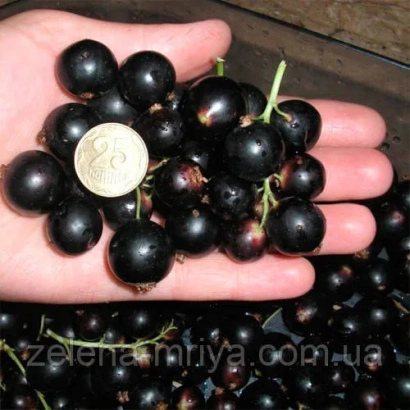 Black currants in hand with coin for scale - Beauty of Lviv