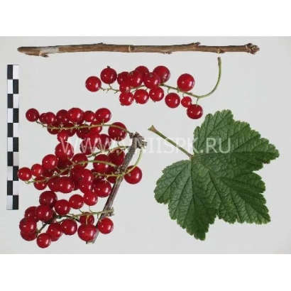 Красная смородина на ветке с листом и линейкой - Красная Андрейченко