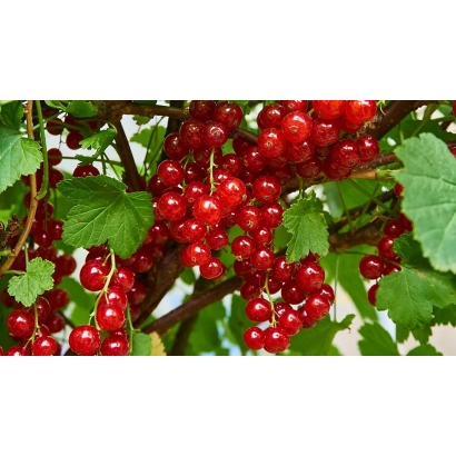 Красная Гроздь — красная смородина на ветке