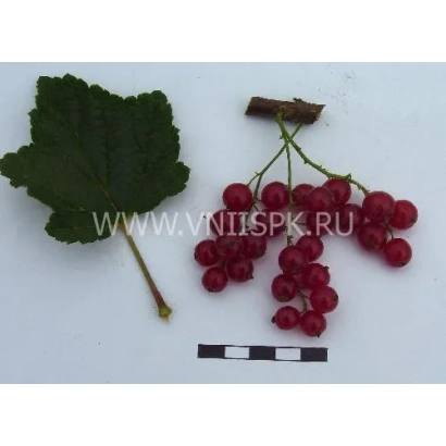 Красная смородина на белом фоне с листом и линейкой - Красный крест (Red Cross)