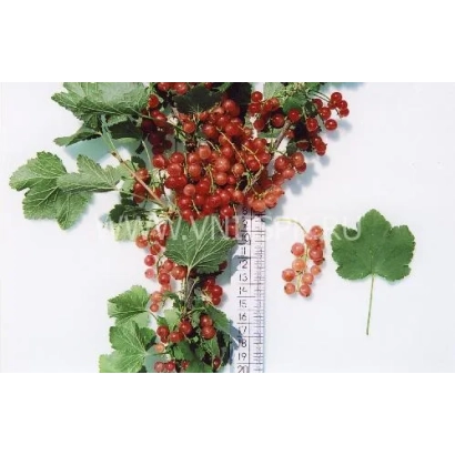 Красная смородина на белом фоне с линейкой и листьями - Кремовая