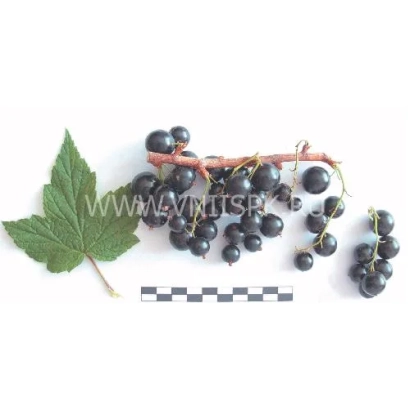 Черная смородина на ветке с листом и линейкой для масштаба - Ксюша