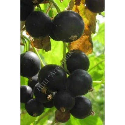 Черноплодная смородина на ветке - Кудесник