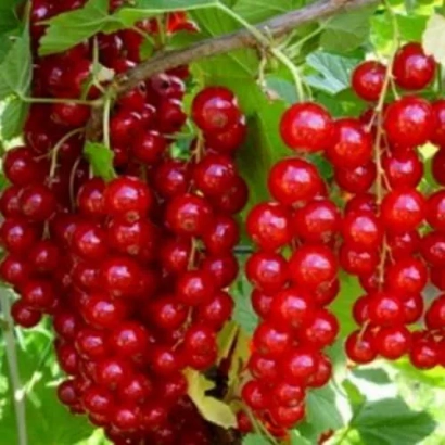 Red currant on a branch - Lvivska Sladka