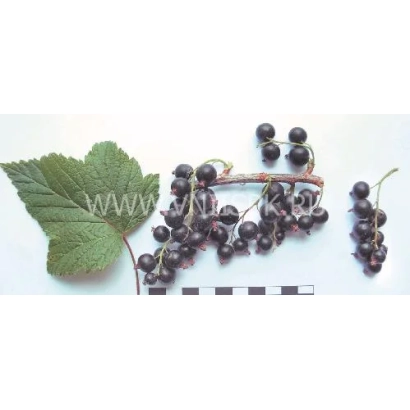 Черная смородина на белом фоне с листом и линейкой для масштаба - Лама
