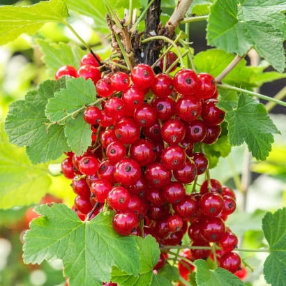 Кисти красной смородины на ветке - Ласуня