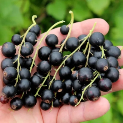 Черная смородина в руке - Лебидка