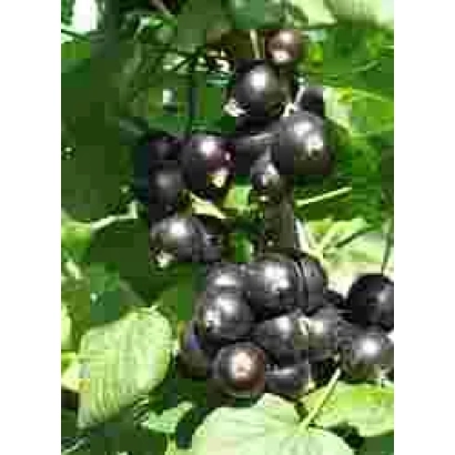 Black currant on a branch - Leleka