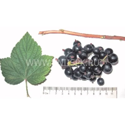 Черная смородина с листом и веткой, измеренная линейкой - Маленький принц