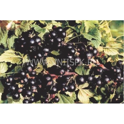 Black currant on a branch - Marushka