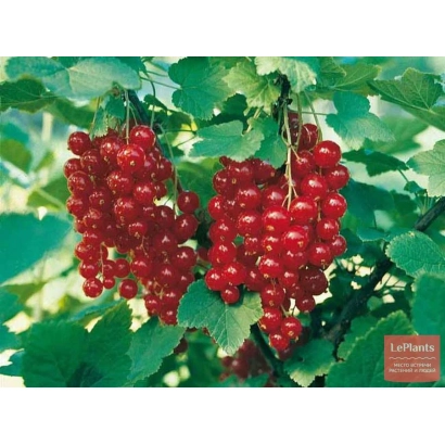 Clusters of red currant berries on a branch - Merezhka