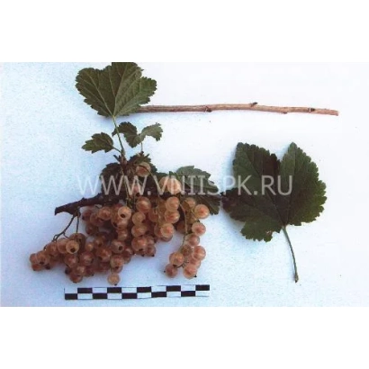 Смородина черная с веткой и листьями на белом фоне - Минусинская белая