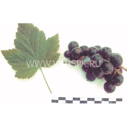 Черная смородина с листом и логотипом сайта - Минусинская степная