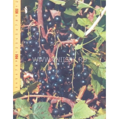 Black currant variety Mulatka on a branch with a measuring ruler