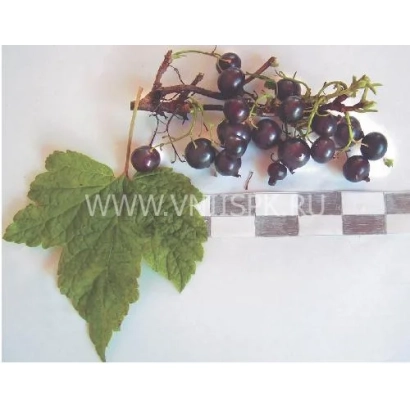 Черная смородина на ветке с листом и эталонной линейкой - Мурманчанка