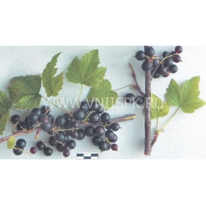 Чорна смородина на гілках з листям - Надіна