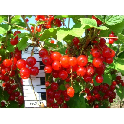 Кисти красной смородины сорта Настенька на фоне листа и этикетки.