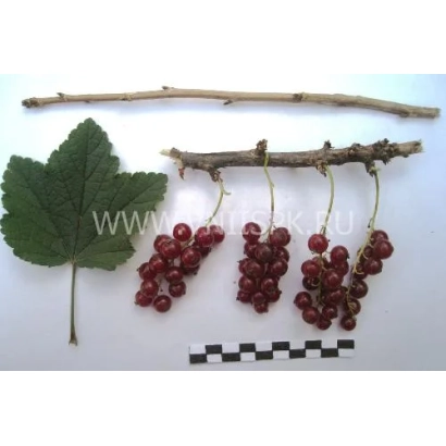 Кисти красной смородины на белом фоне с листом и ветками - Ненаглядная