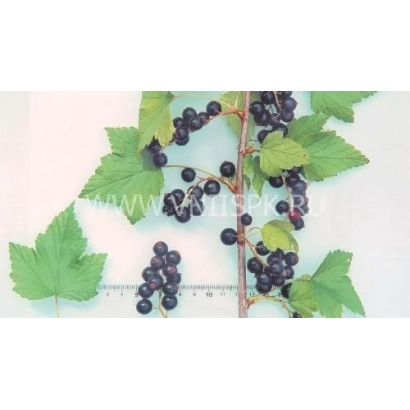 Чорна смородина на гілці з листям та лінійкою для вимірювання розміру - Незрівнянна