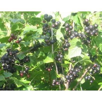 Черная смородина на ветке - НИЛГА