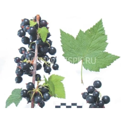 Чорна смородина на гілці з листям - Чарівність