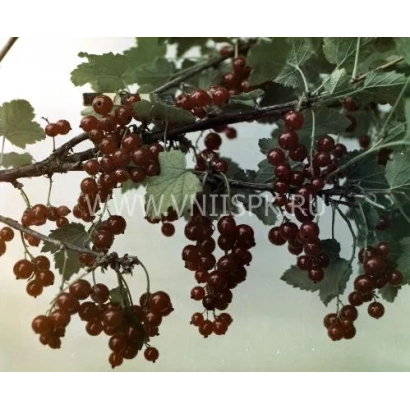 Кисти красной смородины сорта Огни Урала на ветке